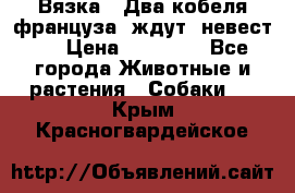  Вязка ! Два кобеля француза ,ждут  невест.. › Цена ­ 11 000 - Все города Животные и растения » Собаки   . Крым,Красногвардейское